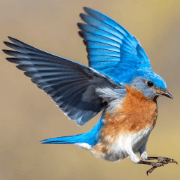 Bluebird